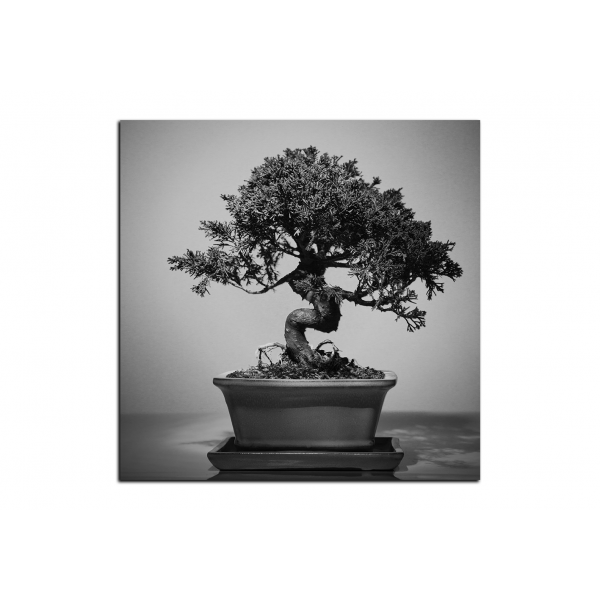 Obraz na plátně - Bonsai - čtverec